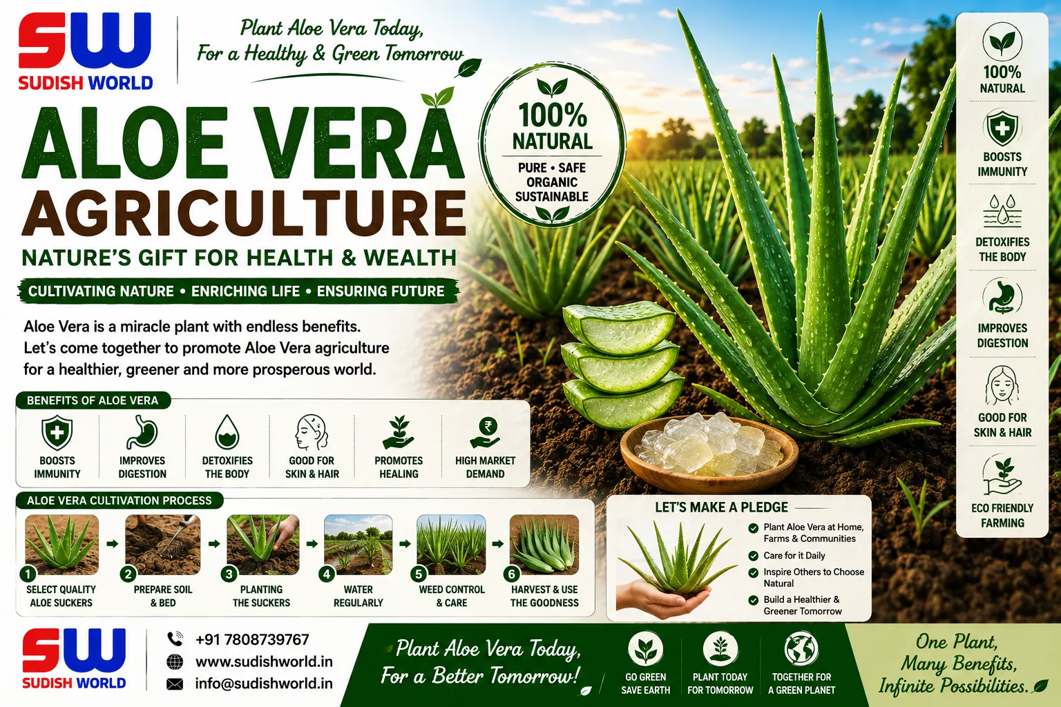 Aloe vera cultivation by Sudish World Solutions