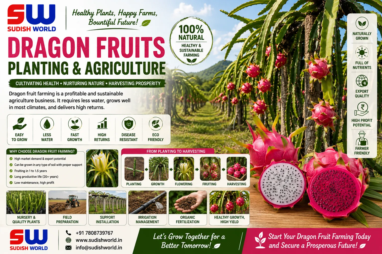 Dragon fruit cultivation by Sudish World Solutions
