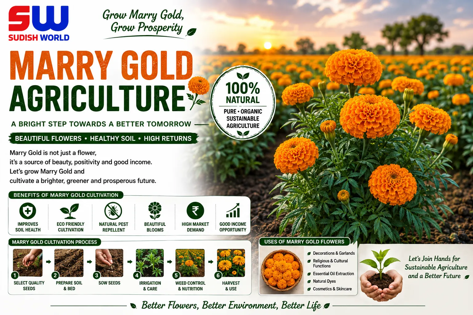 Marigold cultivation by Sudish World Solutions
