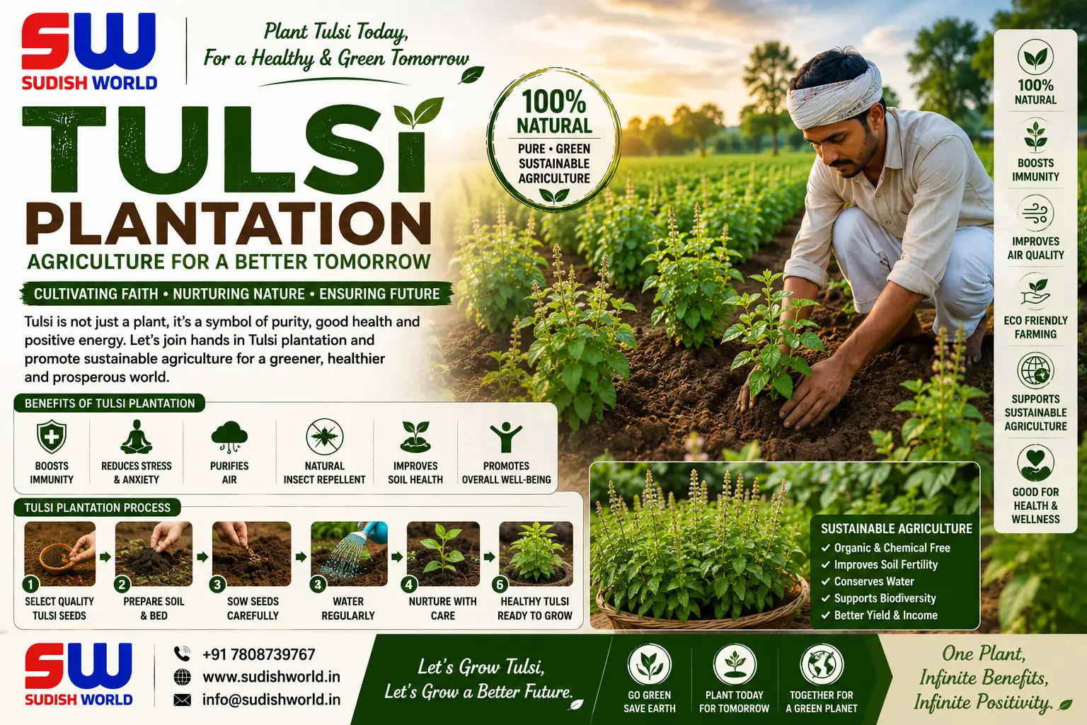 Tulsi cultivation by Sudish World Solutions